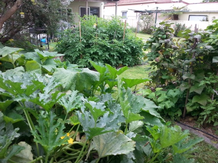 Zucchinis, beans and tomato plants