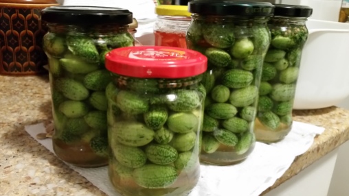 Pickled cucamelons