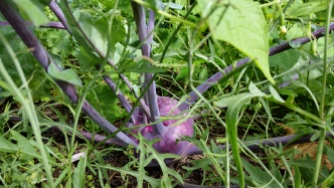 Purple Kohlrabi